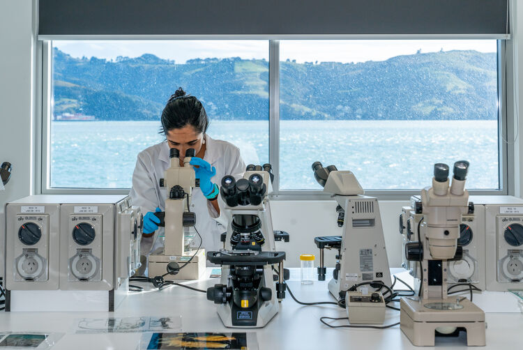New Zealand Hands on Observation in the Marine Science Lab University of Otago Dunedin