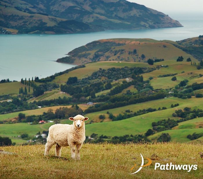 What does coronavirus mean for work visas and the future of the New Zealand workforce?