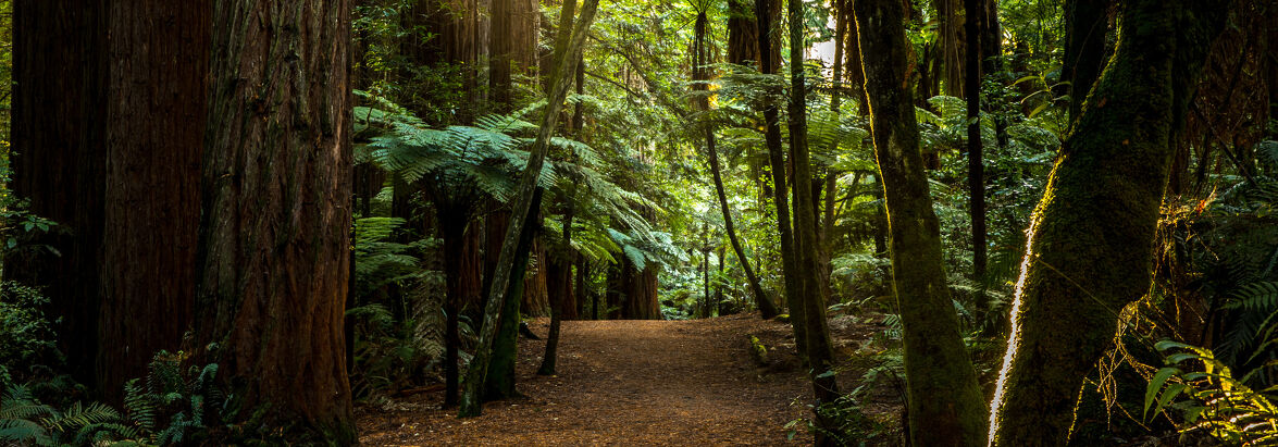 Immigration News Redwoods Forest Walk in Rotorua New Zealand